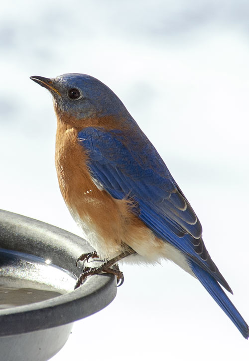 Eastern bluebird on edge of birdbath