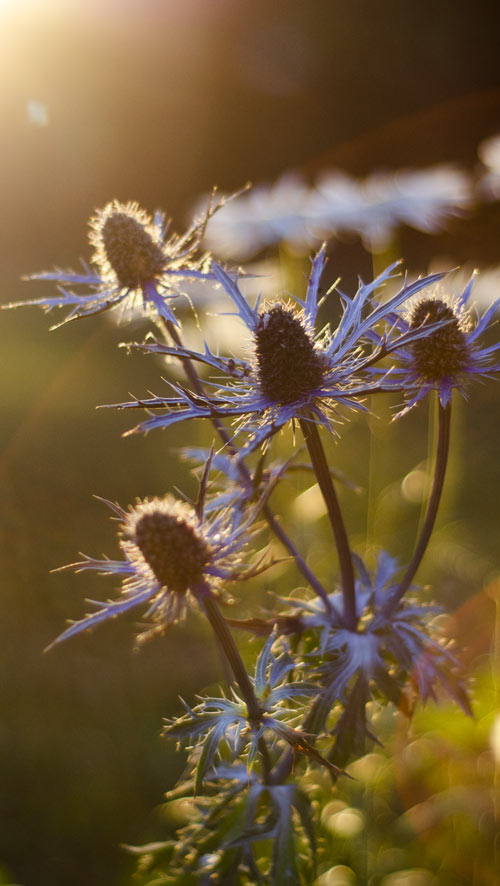 Summer flower with sunlight shining from the side of the photo