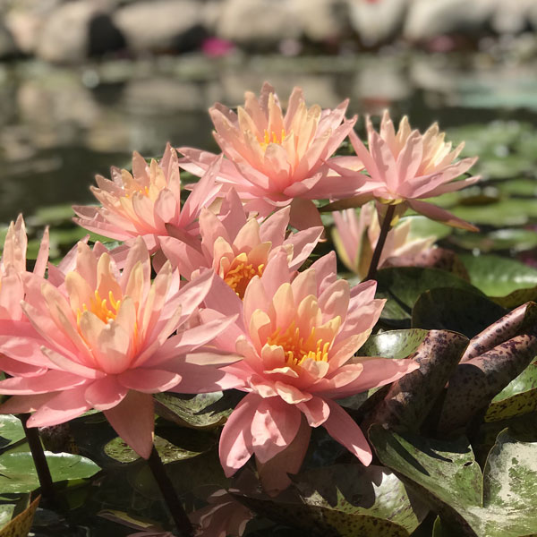 pink colored large pond flowers