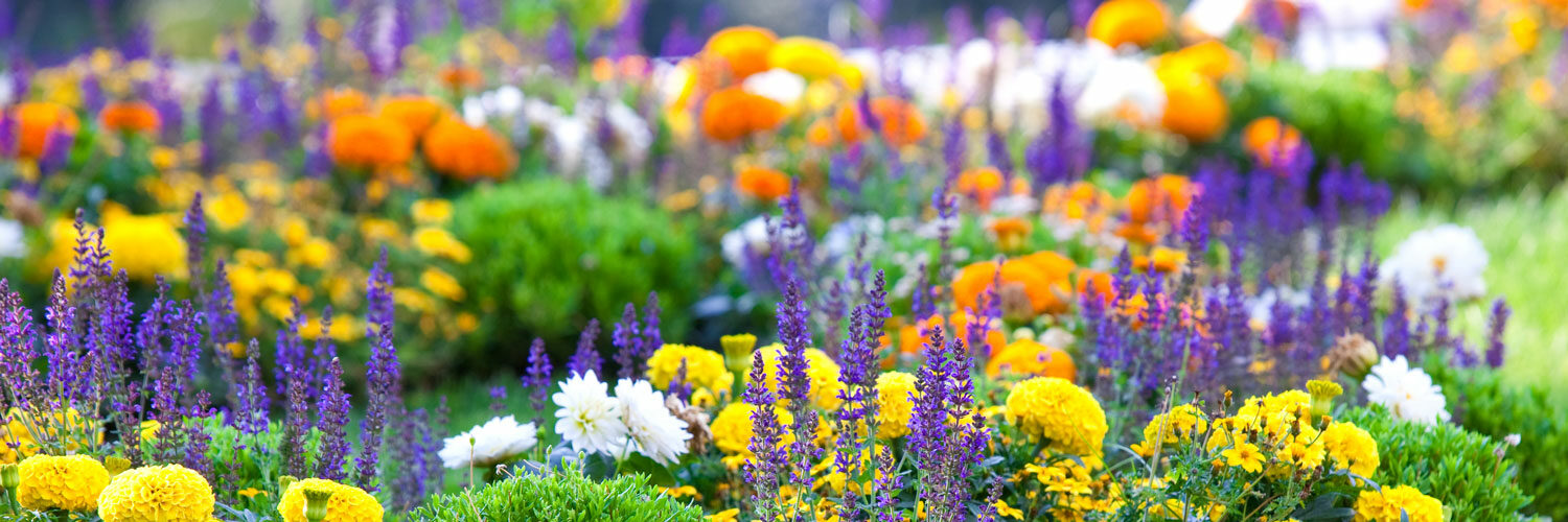 beautiful image of mixed flowers in a garden