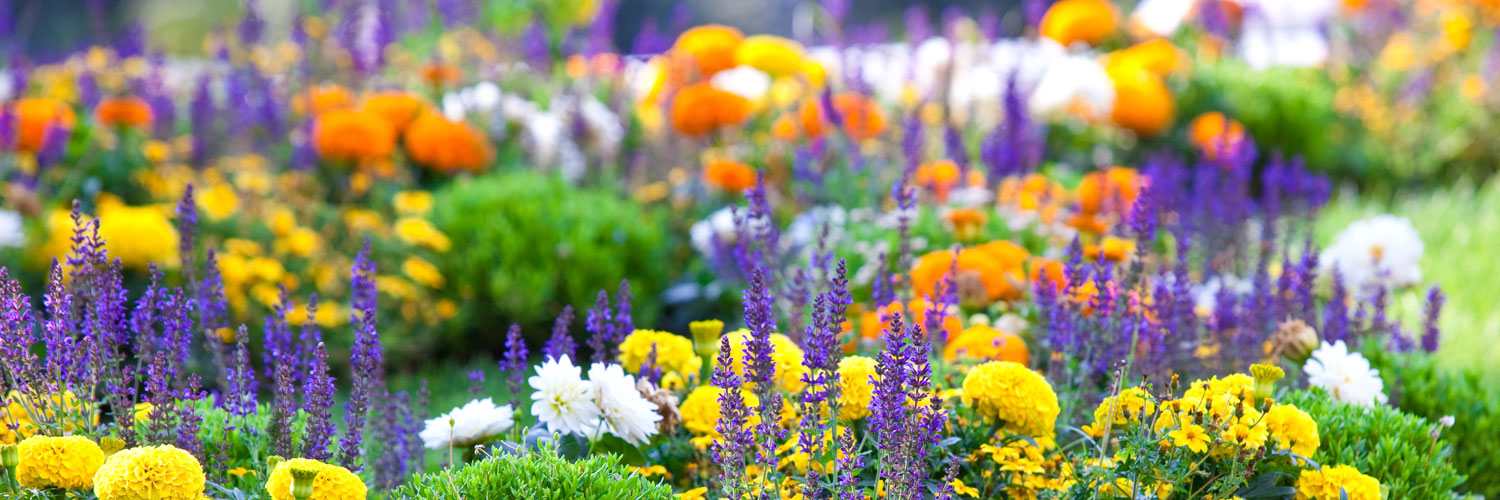 beautiful image of mixed flowers in a garden