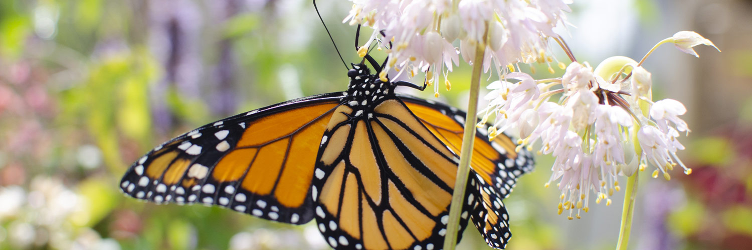 close up of monarch on flowers