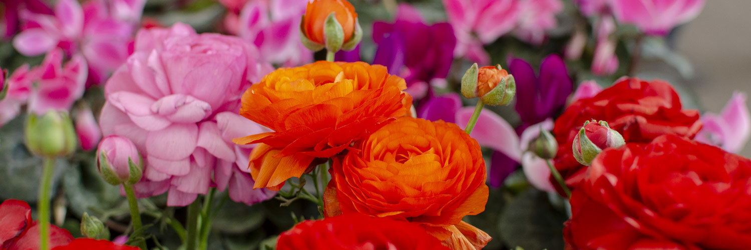 close-up of peony blooms