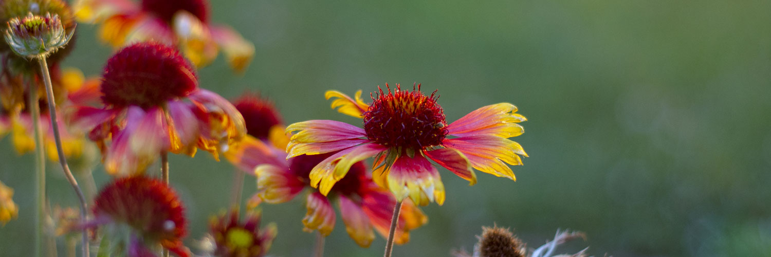 summer native flowers, gallardia (blanket flower)