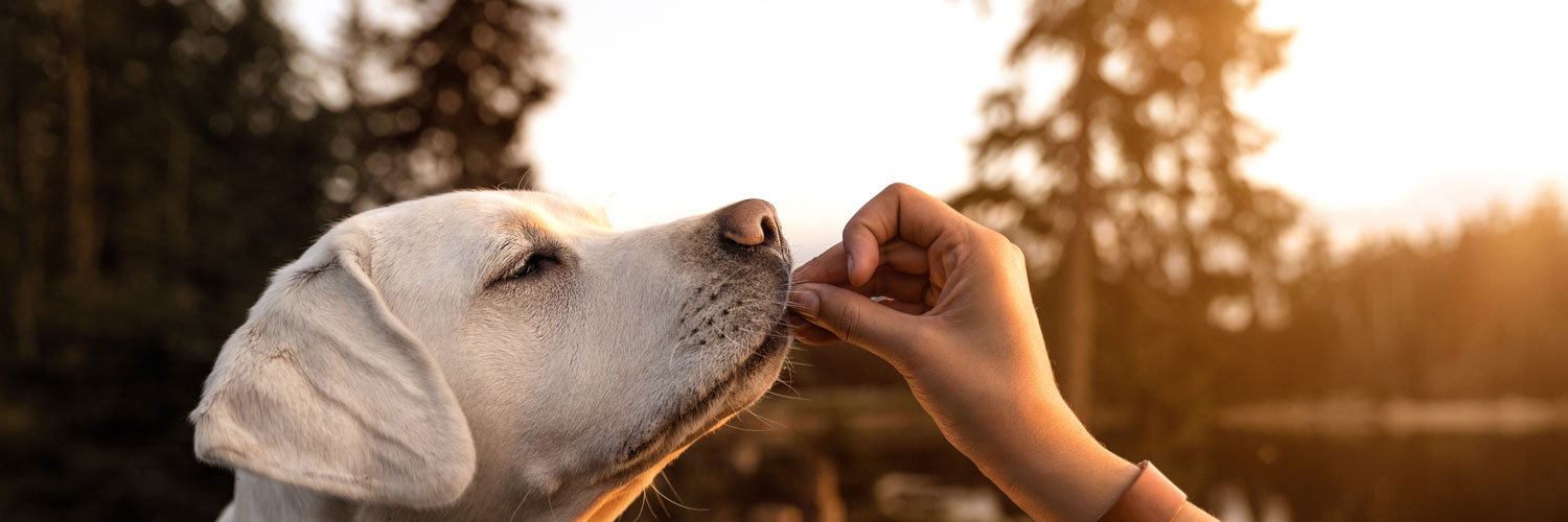 large light colored dog taking a treat from someone's hand