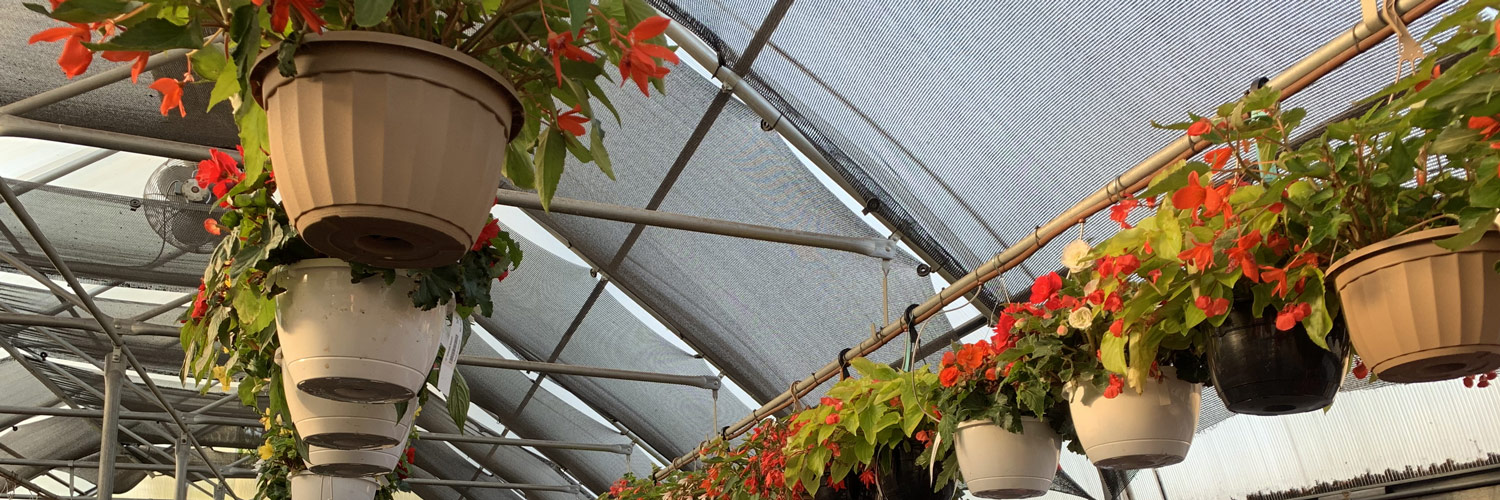 Greenhouse selection of hanging flower baskets