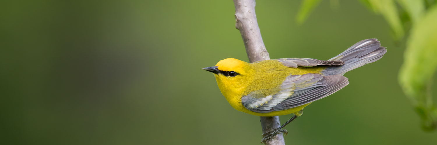 close up of yellow bird perched on a branch