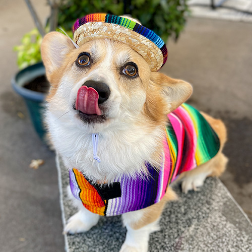 Corgi licking his lips adorned in festive hat and sweater