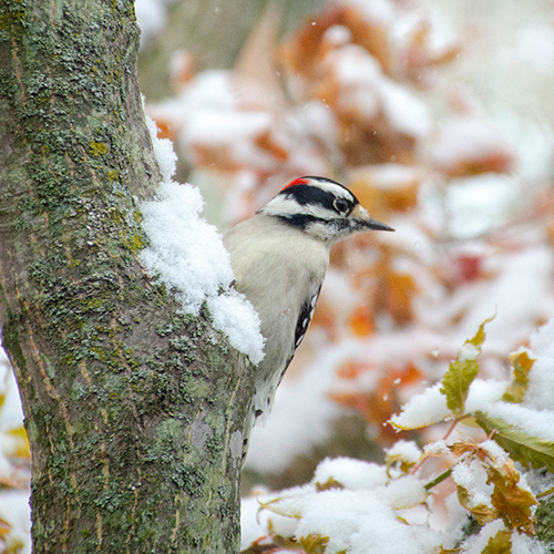 Woodpecker on a tree with snow in the background
