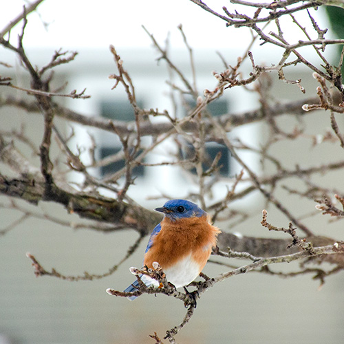Male eastern bluebird on a tree branch.