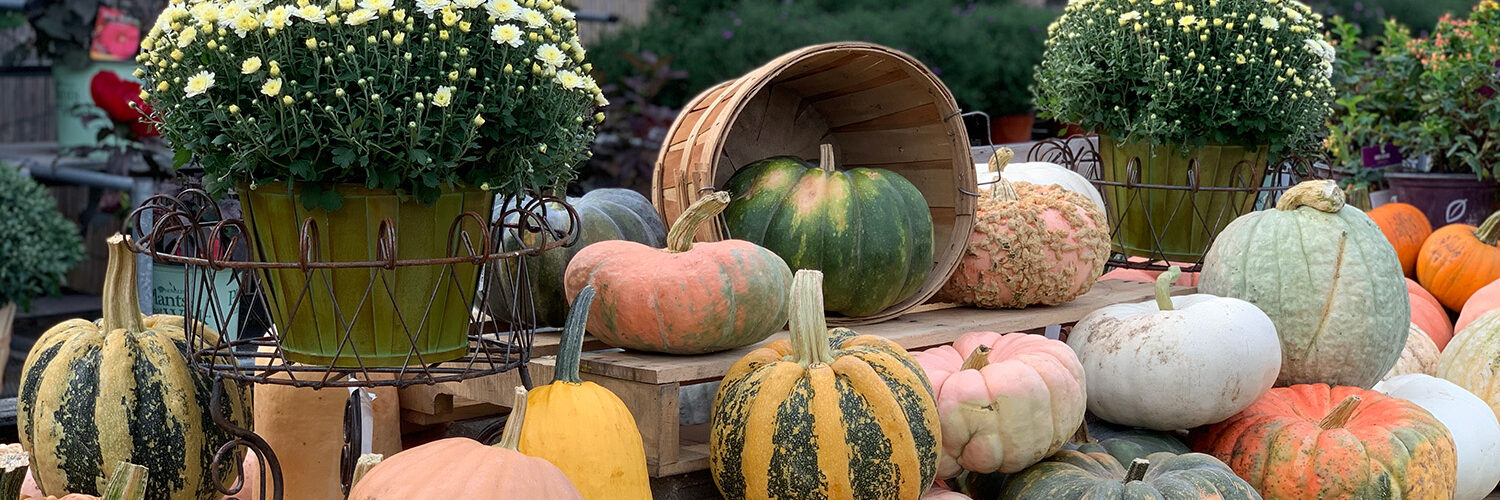 Fall gourds, pumpkins, and mums