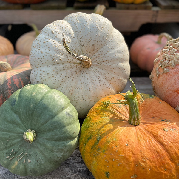 Multiple colors of pumpkins and gourds.