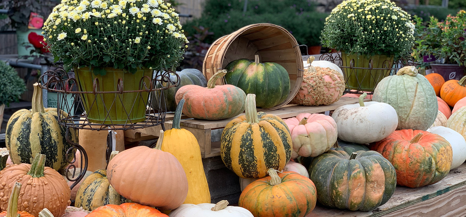 Fall gourds, pumpkins, and mums
