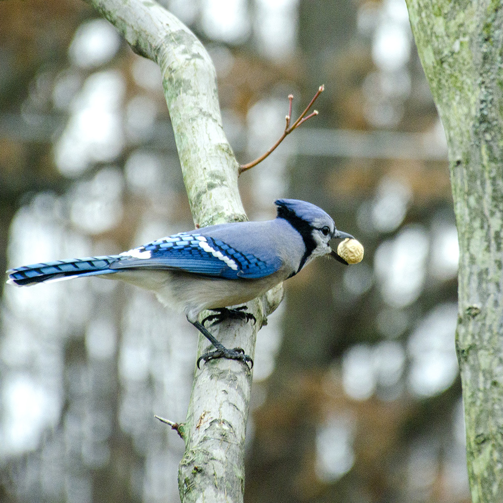 Blue Jay with nugget in it's mouth on a tree branch