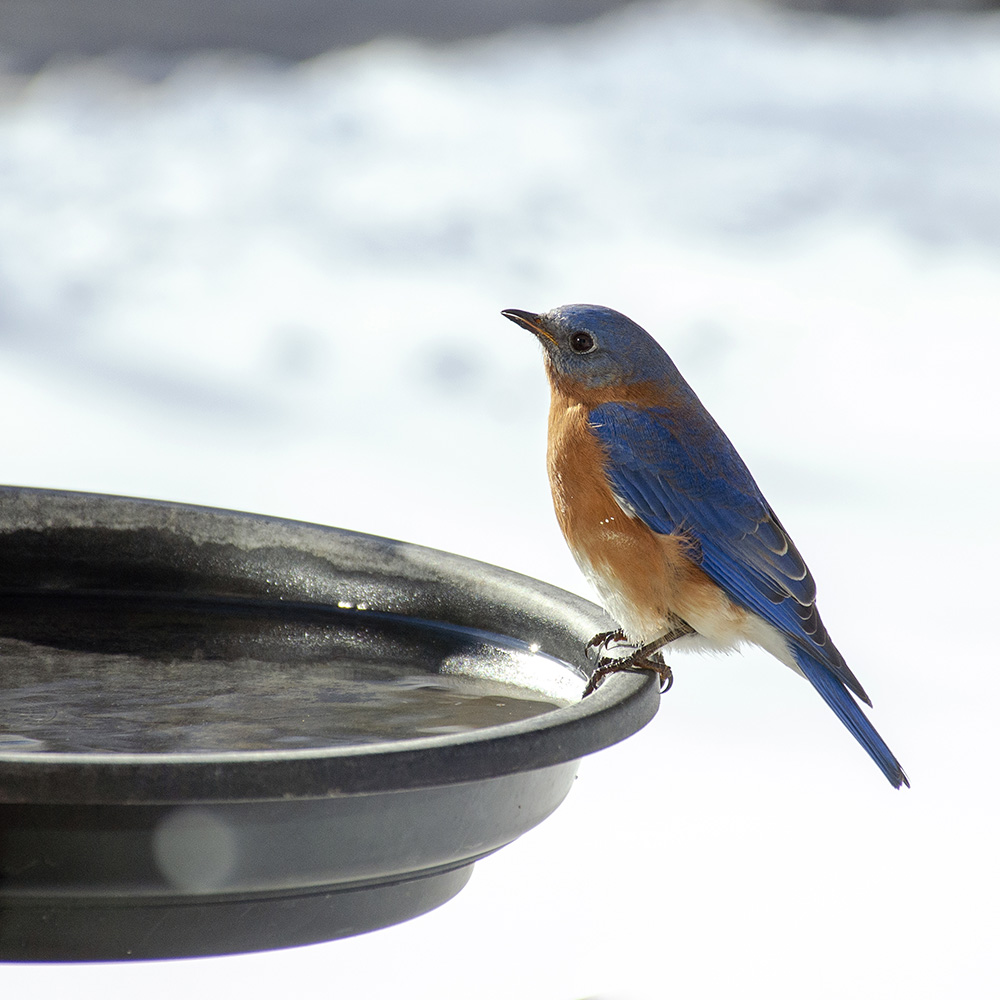 male Eastern Bluebird on the edge of a birdbath
