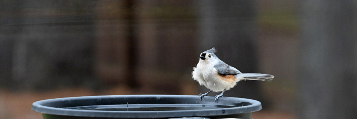 Tufted titmouse on the edge of a birdbath.