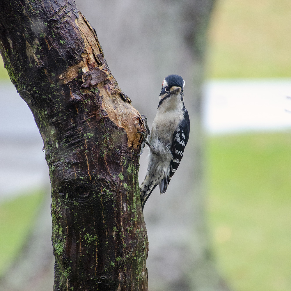 Woodpecker facing camera on a tree branch