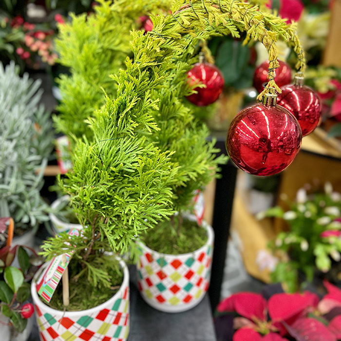 seasonal holiday greenery in pots