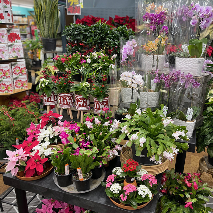 Chesterton Feed and Garden center festive holiday flowers and orchids