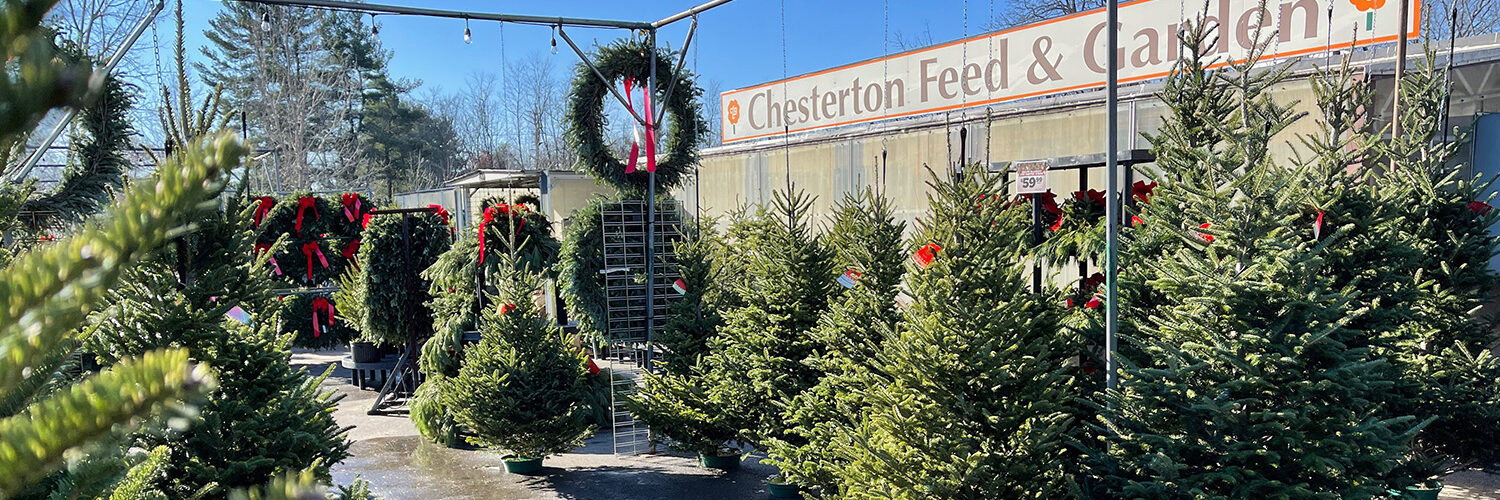 Chesterton Feed & Garden large assortment of Christmas trees