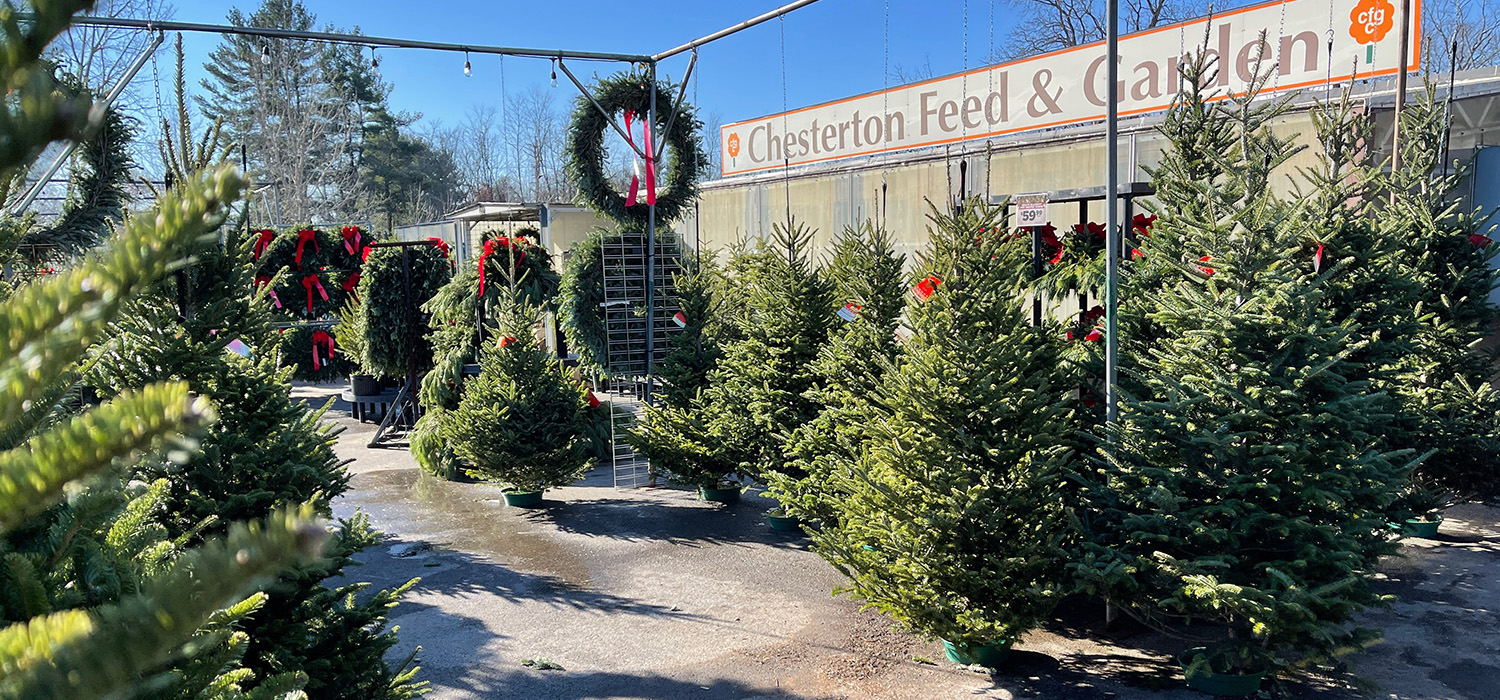 Chesterton Feed & Garden large assortment of Christmas trees