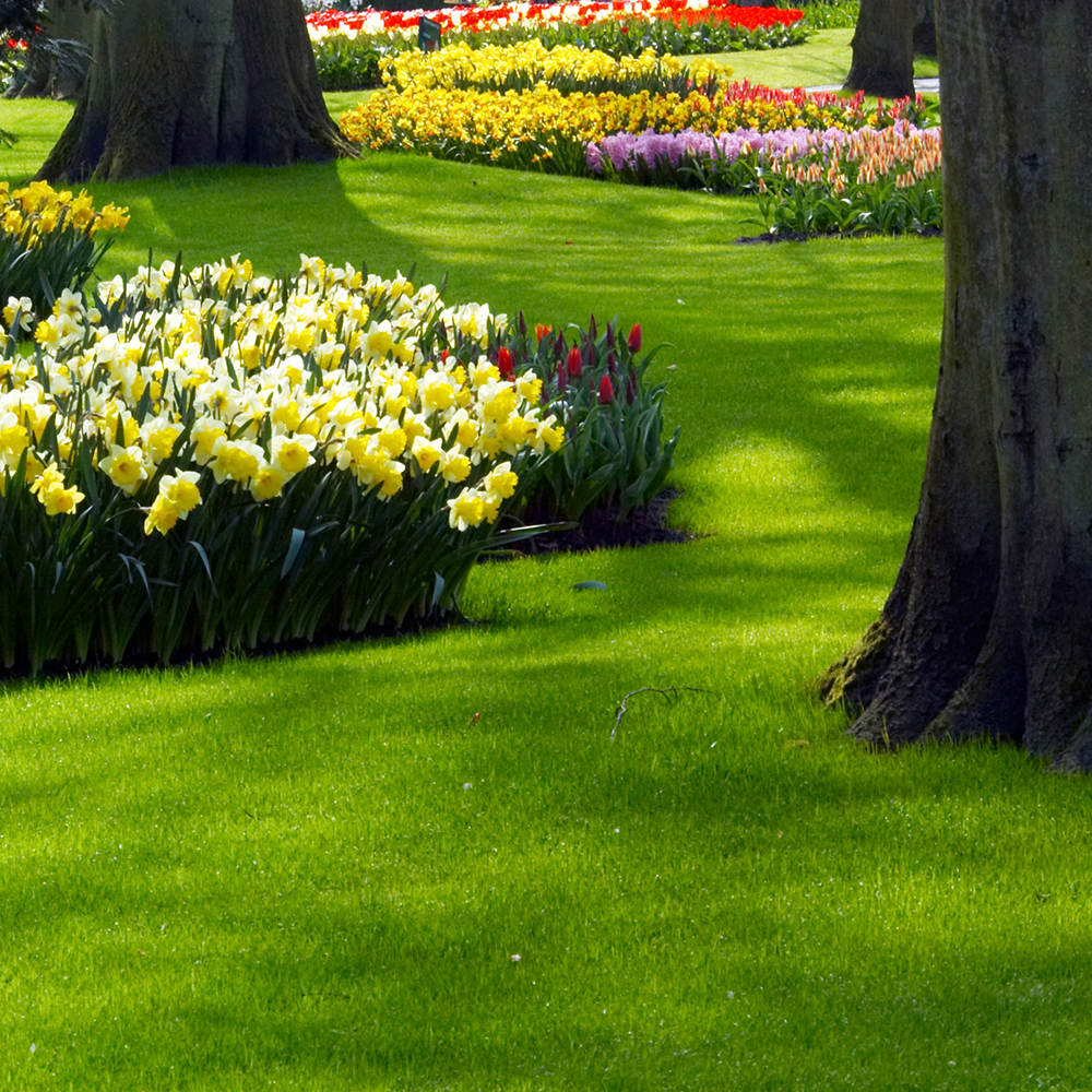 spring daffodils and tulips with green grass and mature trees in foreground