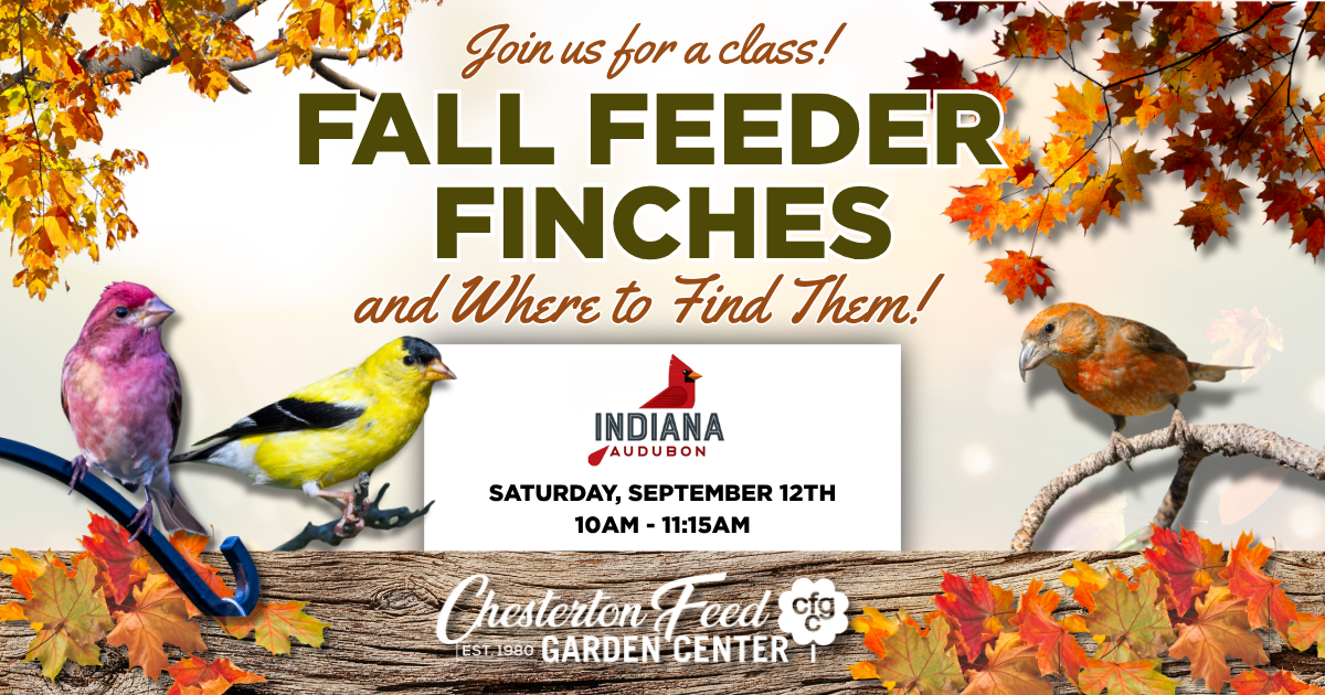 Fall Feeder Finches and Where to Find Them!